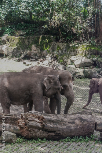 elephants in the zoo