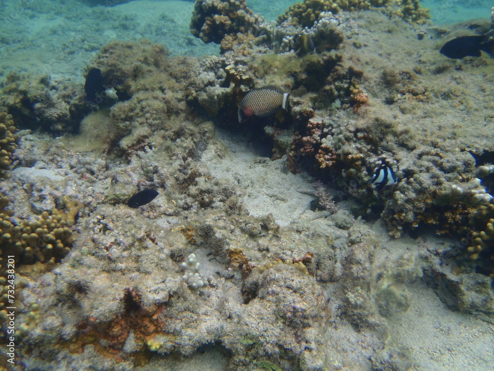 POISSON LAGON POISSON LAGON