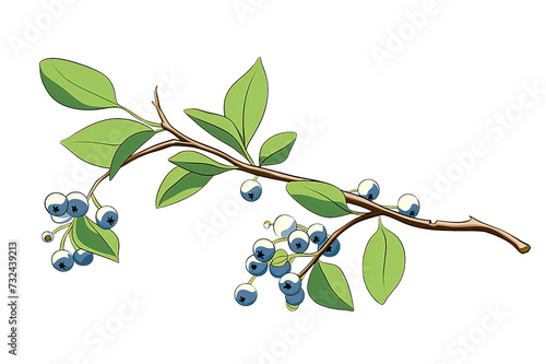 Wallpaper Mural Blueberries with leaves watercolor illustration isolated on a Transparent background. Generative AI Torontodigital.ca