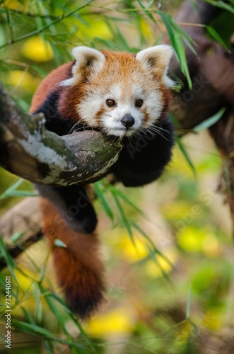 red panda eating bamboo