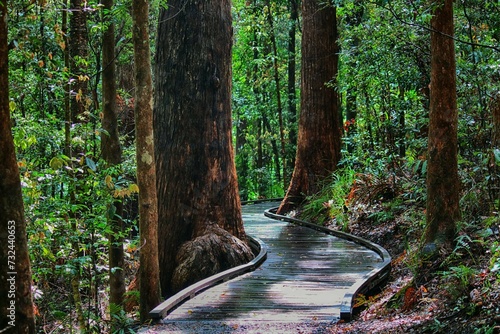 footpath in the woods