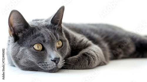 Curious Kitty in Silver: A Detailed Portrait of a Grey Cat
