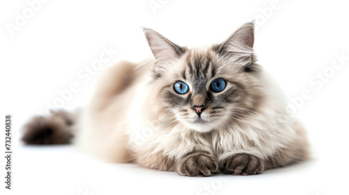Feline Majesty: A Photorealistic Portrait of a Relaxed Ragdoll