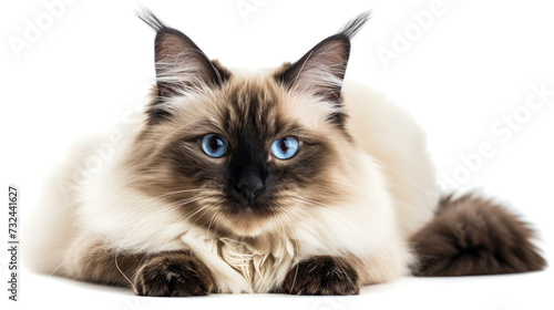 A Captivating Photo of a Graceful Balinese Cat on a Clear Background