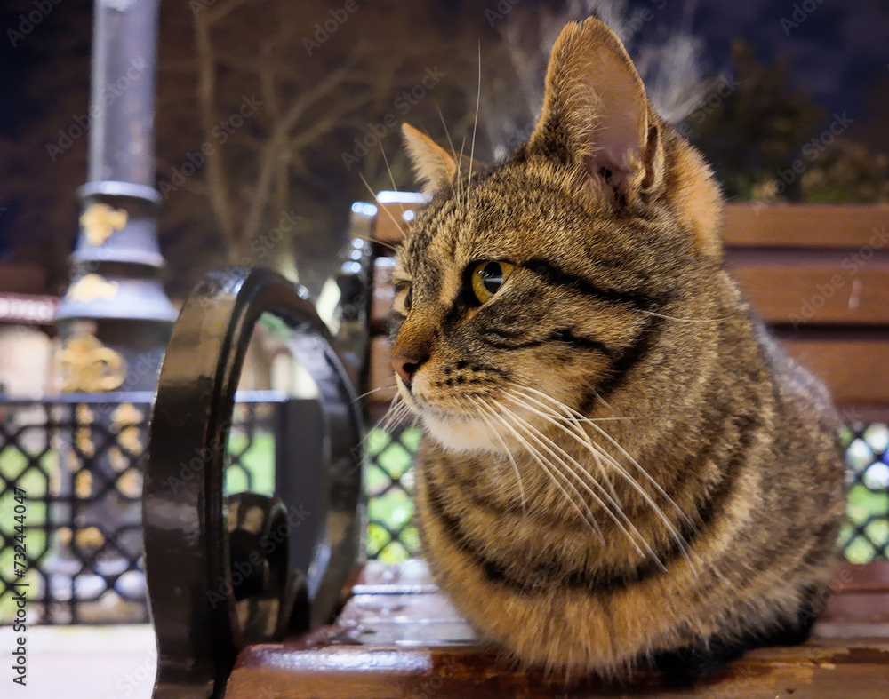 Naklejka premium A cat sitting on the bench