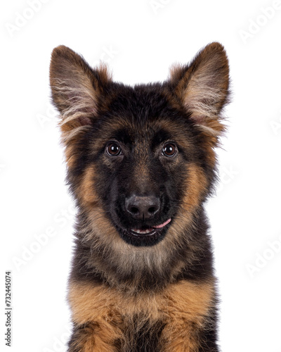 Head shot of cute German Shepherd dog puppy, sitting up facing front. Looking straight to camera, mouth open and tongue licking mouth. Isolated cutout on a white background.