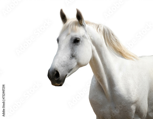 Weißes Pferd isoliert auf weißen Hintergrund, Freisteller  © oxie99