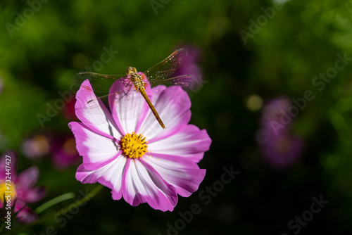 butterfly on pink flower, Tibet, China