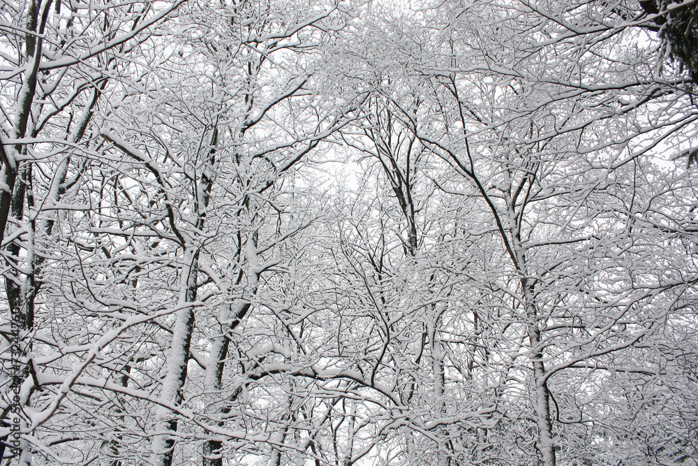 Snow-covered tree branches against a blue sky. Snow-covered tree branches against a blue sky.