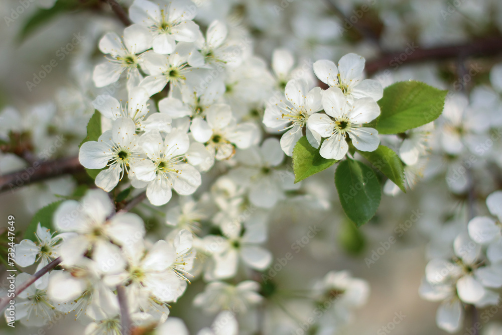 blossoming apple tree branch
blossoming apple tree branch
