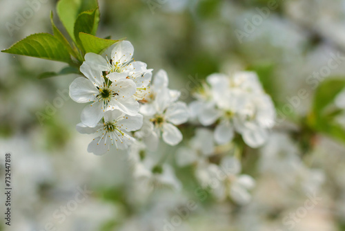 blossoming apple tree branch  © Tatsiana