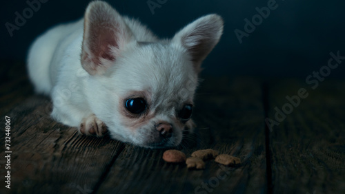 Cute white chihuahua puppy on a wooden table © Alex