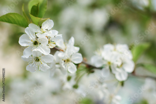 blossoming apple tree branch 