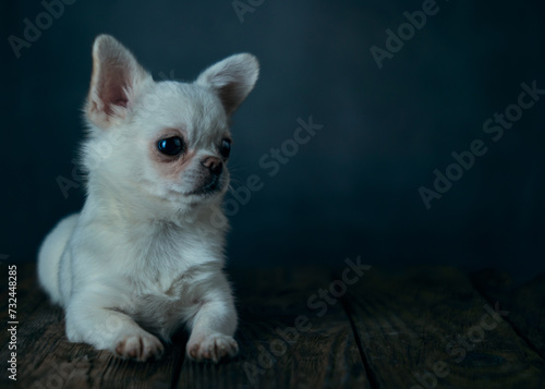 Portraite cute white chihuahua puppy on a blue background