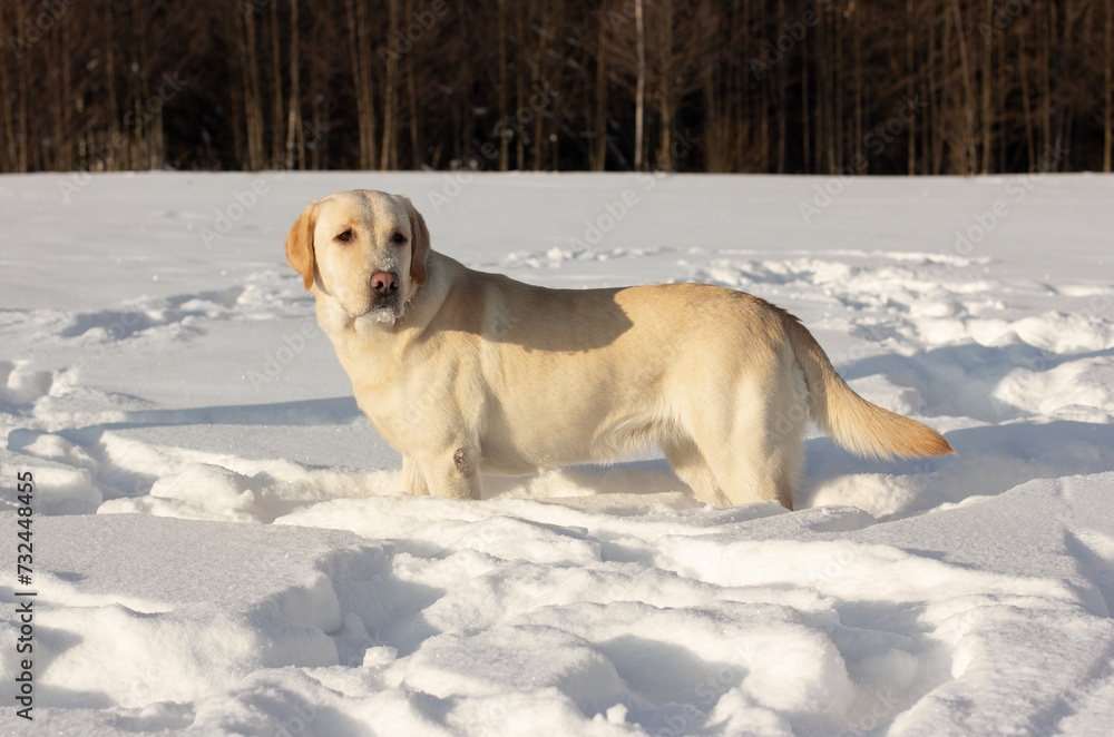 white Labrador on a walk in winter, walking with a dog in the fresh air, activity on walks
