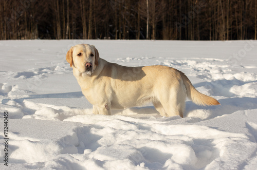 white Labrador on a walk in winter, walking with a dog in the fresh air, activity on walks

