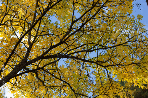 branches with yellow leaves against the blue sky, autumn yellow leaves 
