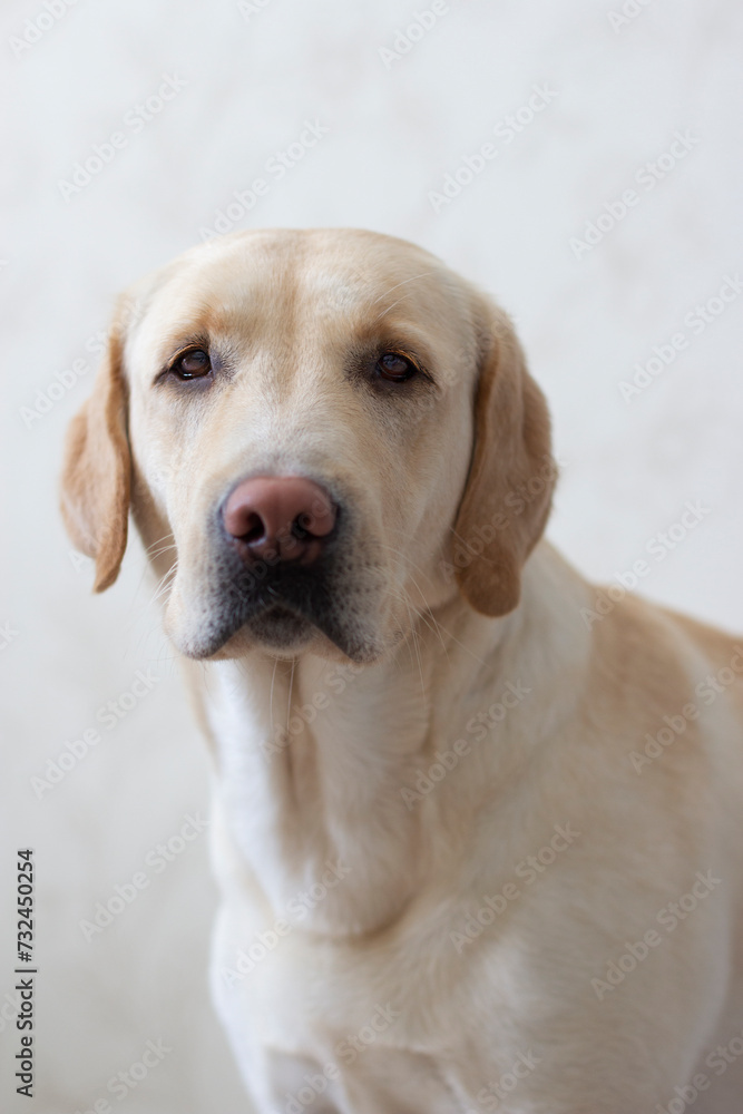 Tired, Yellow Labrador Retriever Laying On Floor Tired, Yellow Labrador Retriever Laying On Floor
