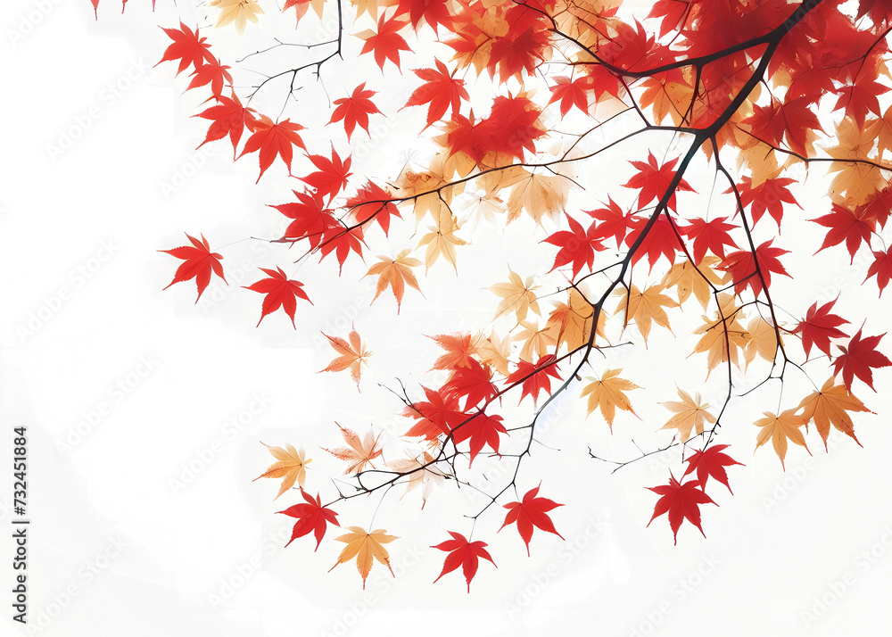 Image of maple leaves before the fall season. Background image. Transparent. Image of maple leaves before the fall season. Background image. Transparent.