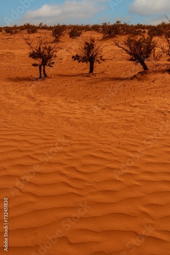 Scenic view of a beach featuring small trees growing in the sand in the desert