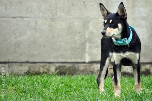 Tableau sur toile Close-up shot of a black Australian Kelpie dog standing on the grass