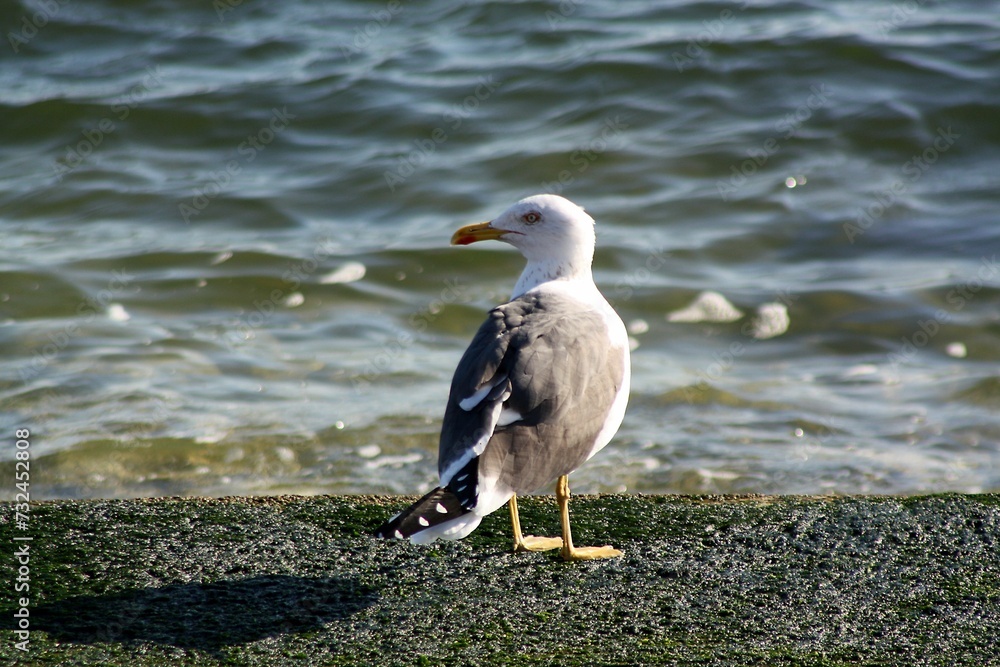 Obraz premium White seagull perched atop a rocky shore overlooking a peaceful body of water