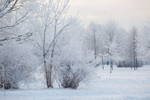 Delicate natural background winter snow-covered park.