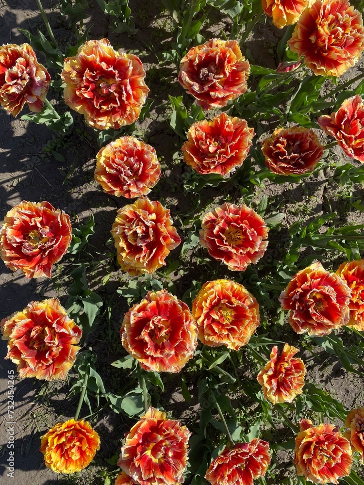 red and yellow flowers red and yellow flowers