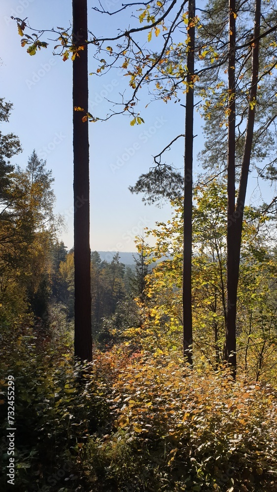 autumn forest in the morning