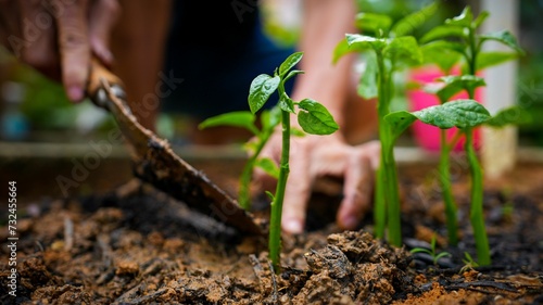 Closeup shot of a man carefully planting small plants into the soil. photo