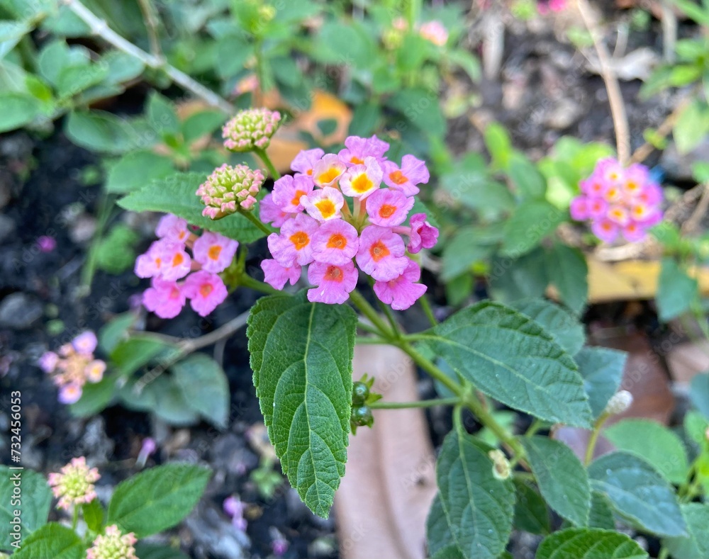 Pink Trailing lantana flowers in a public park. Pink Trailing lantana flowers in a public park.