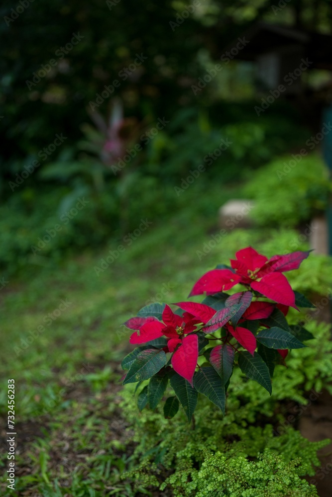 Vibrant red poinsettia (Euphorbia pulcherrima) plants in a lush garden