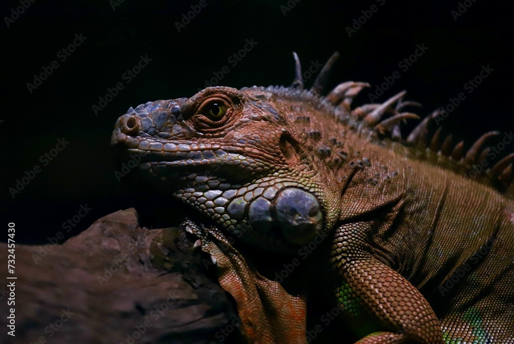 Fototapeta premium Closeup shot of a green iguana on a dark background. Iguana iguana.