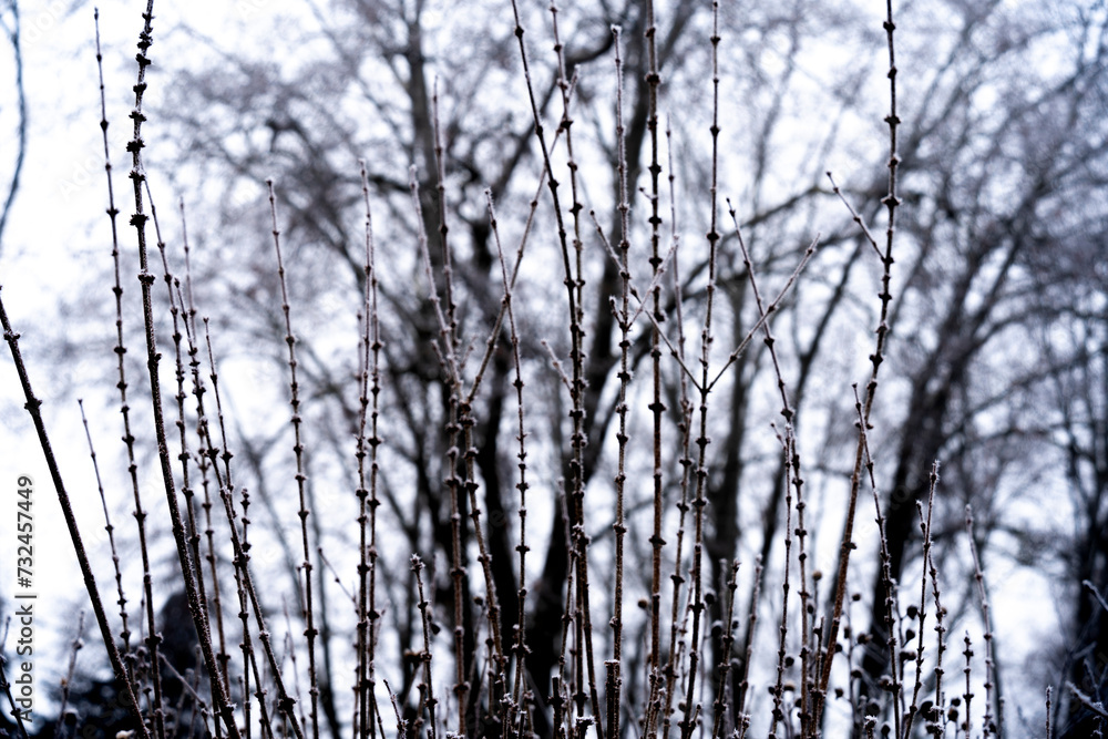 Fototapeta premium Les plantes en hivernal- très jolie avec le brouillard