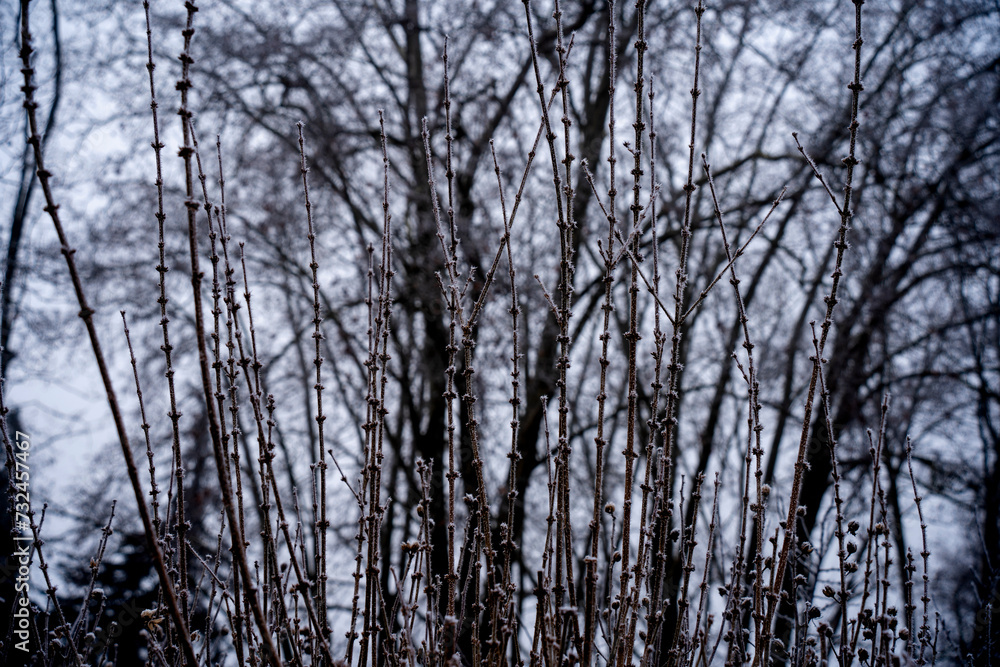Les plantes en hivernal- très jolie avec le brouillard Les plantes en hivernal- très jolie avec le brouillard