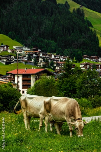 Two white cows standing in a field with a rural landscape of buildings in the background.