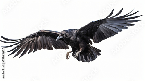 Flying raven © Rimsha