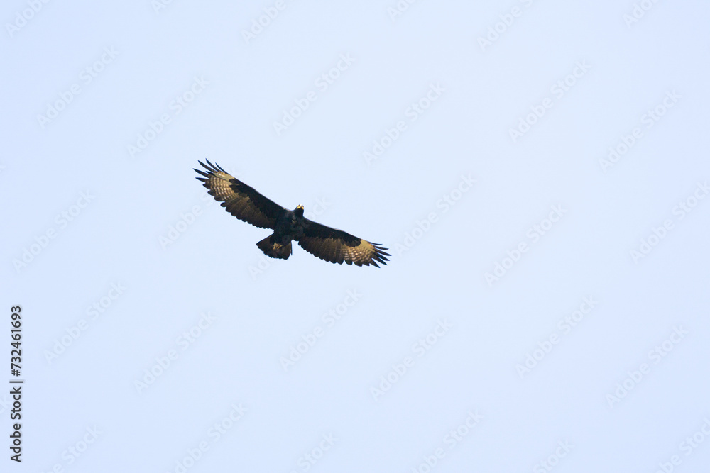 Obraz premium a verreaux's eagle in flight