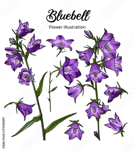purple bluebell flowers with green leaves