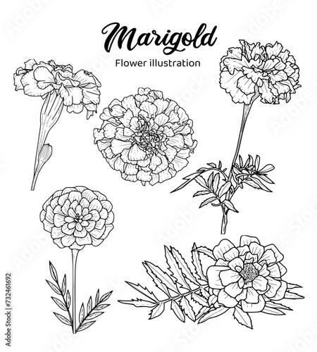 A black and white of marigold flowers illustration