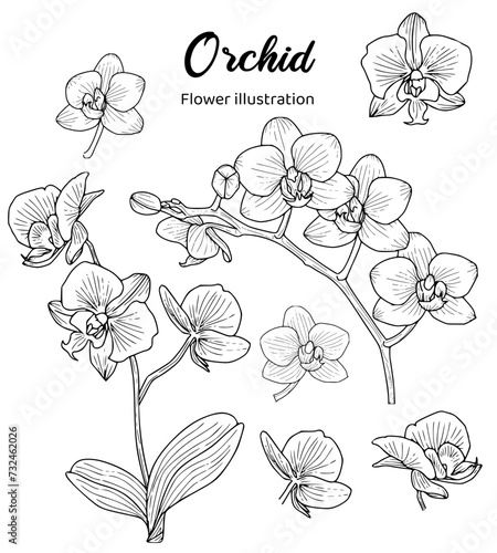 hand drawn orchid flowers on a white background illustration set illustration