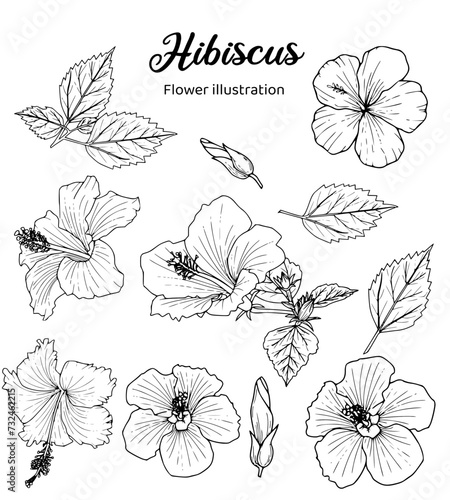 Black and white of hibiscus flowers