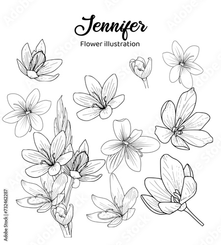 Illustration of Jennifer's flowers. Coloring book illustration.
