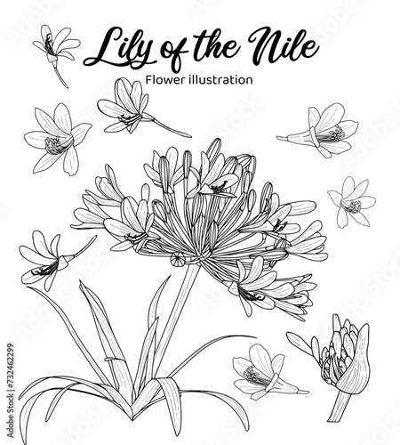 Image of a lily of the nile flower, set against a white background