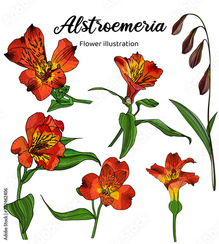 Vibrant image of red alstroemeria flowers against a clean white background