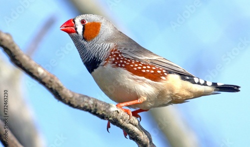 Australian zebra finch perched on a tree branch in a lush outdoor park setting. photo