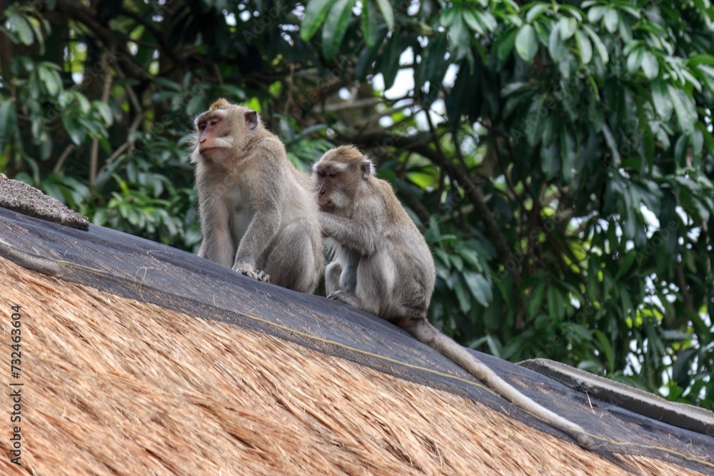 Obraz premium Two long-tailed macaques on the roof grooming each other.
