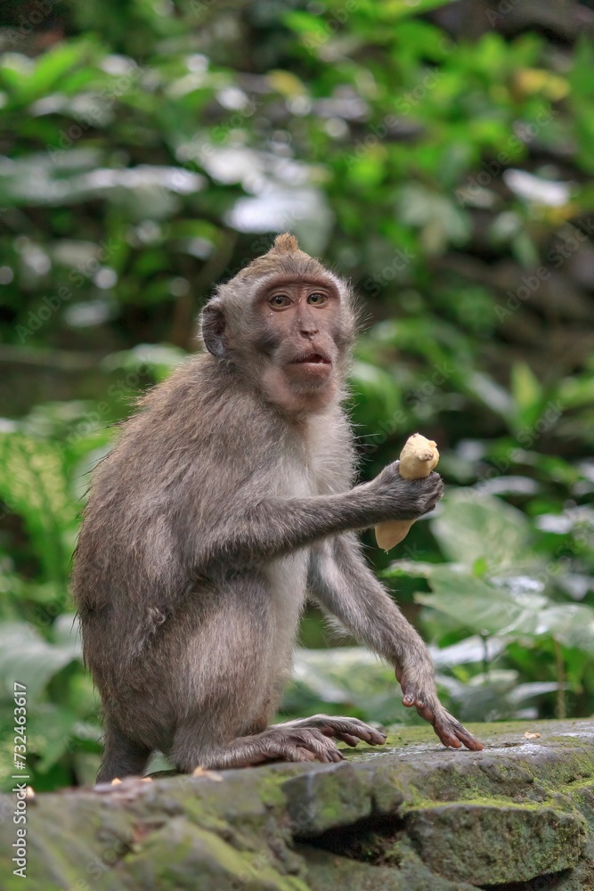 Curious monkey perched atop a wall in the lush jungle, enjoying a ripe banana snack.