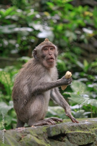 Curious monkey perched atop a wall in the lush jungle  enjoying a ripe banana snack.