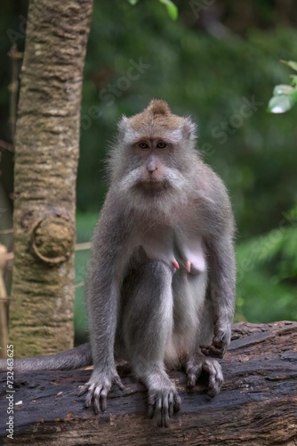 Portrait of a long-tailed macaque sitting on a wooden surface. © Wirestock